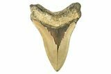 Fossil Megalodon Tooth - North Carolina #257962-1